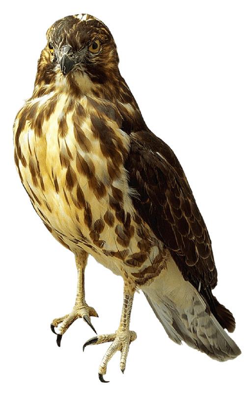 Falcon Standing png transparent