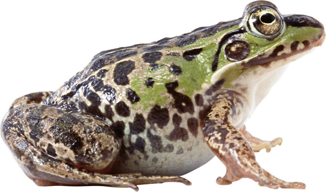 Fat Frog Sideview png transparent
