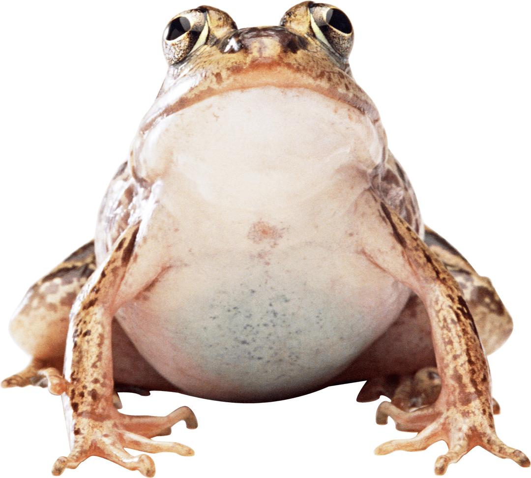 Fat Frog png transparent