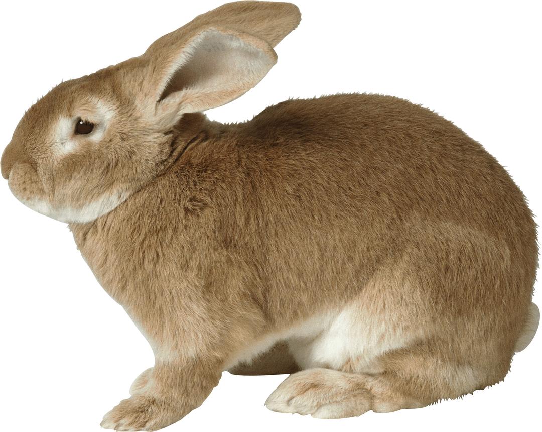 Fat Rabbit png transparent