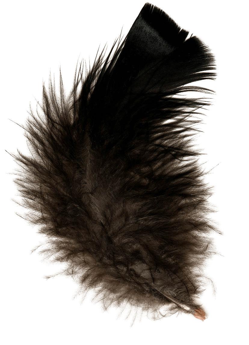 Feather Black png transparent