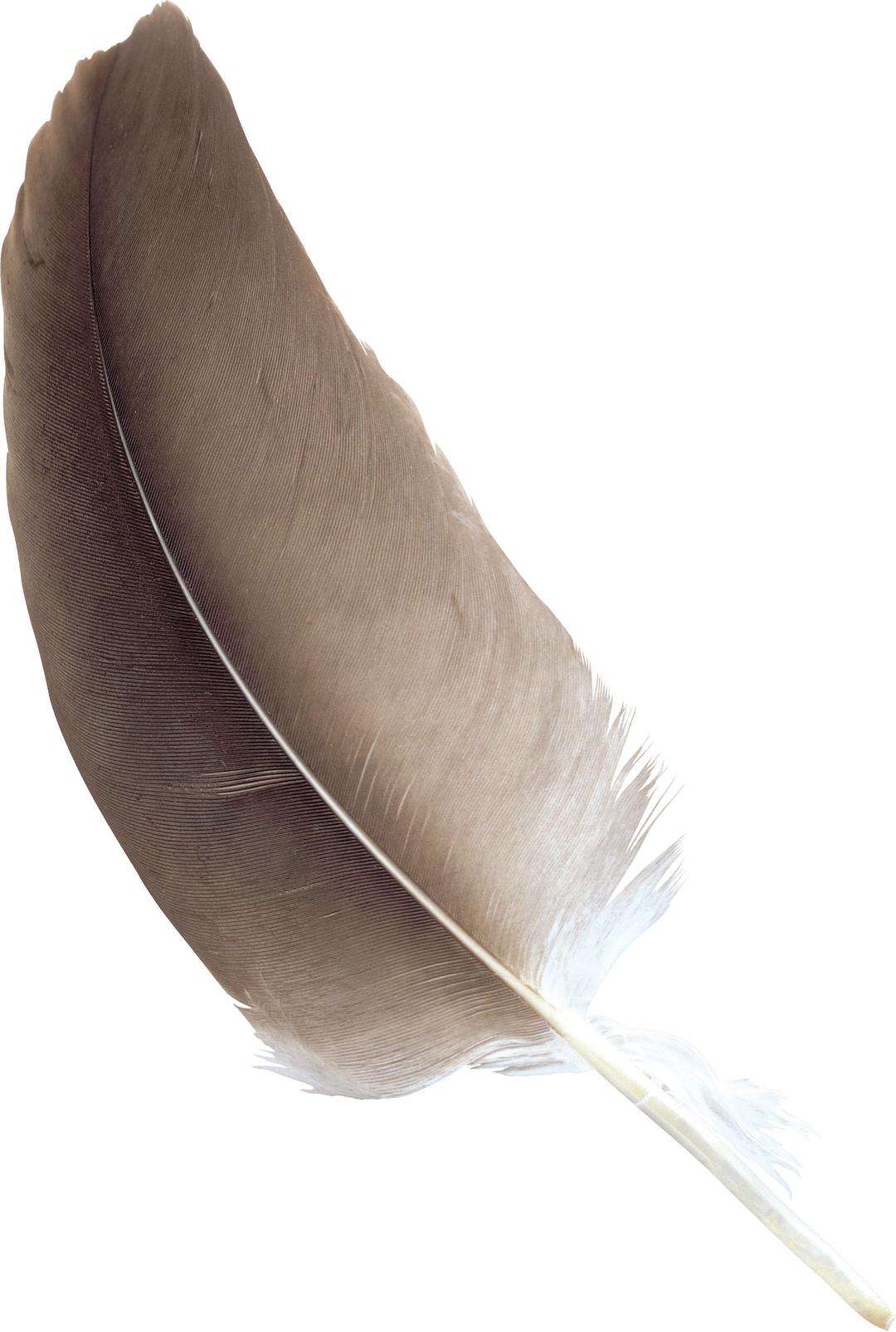 Feather Brown png transparent