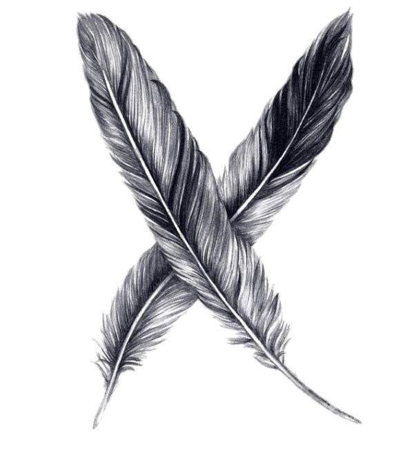 Feathers Drawing png transparent