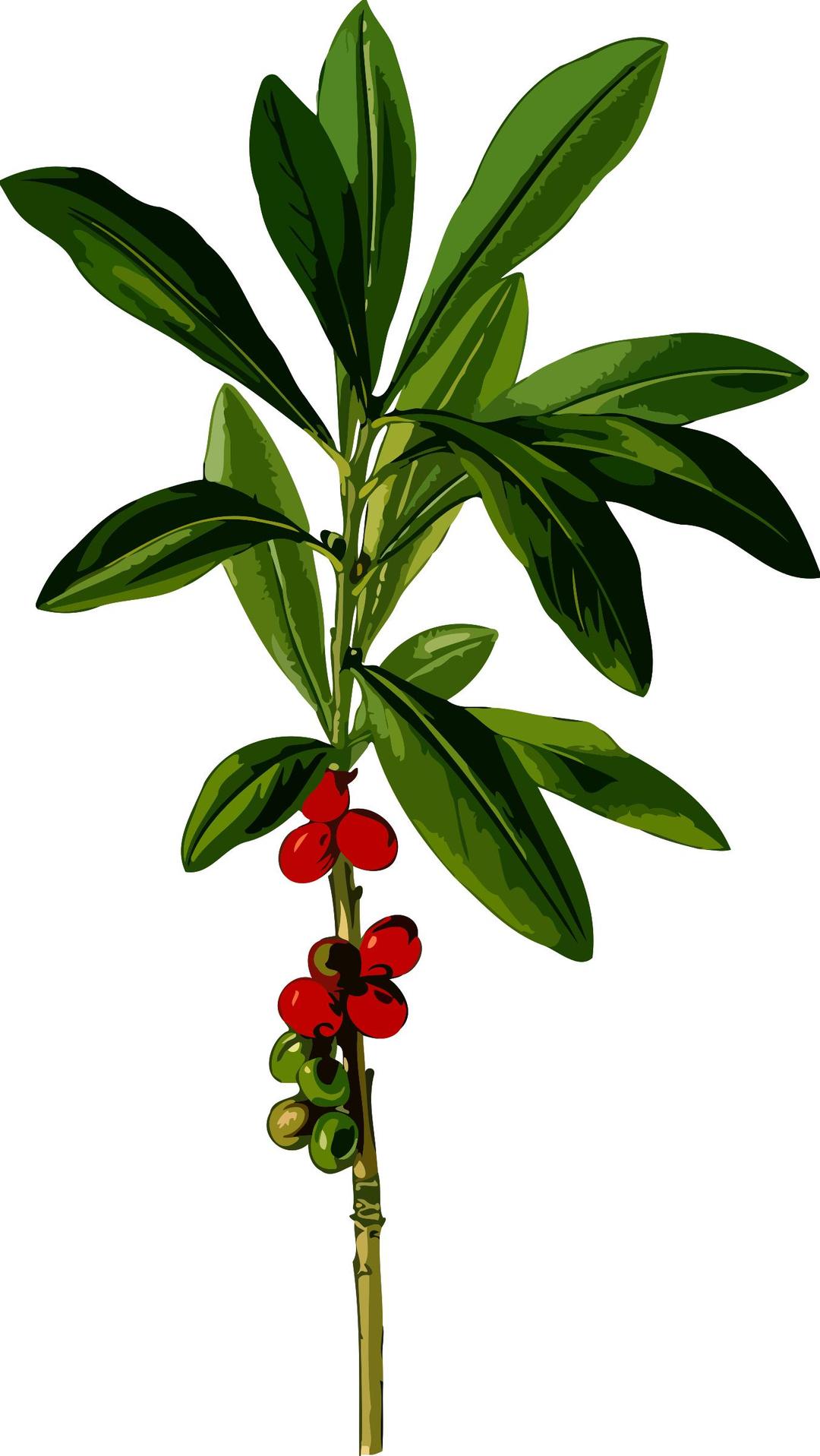 February daphne (low resolution) png transparent
