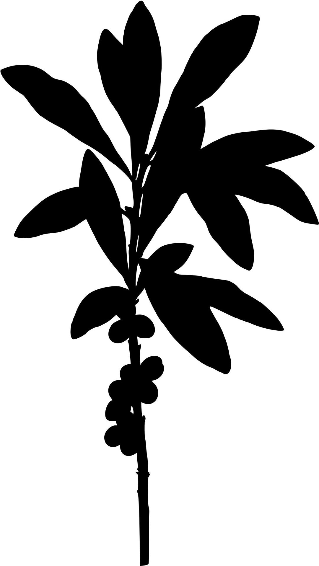 February daphne (silhouette) png transparent