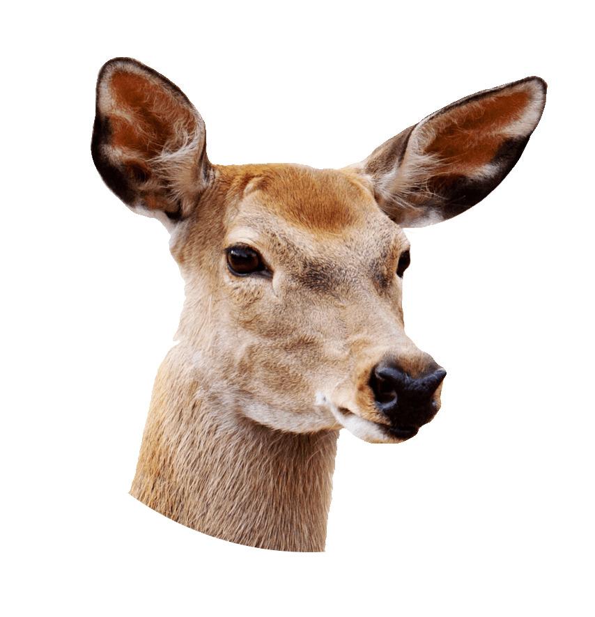 Female Deer Close Up png transparent