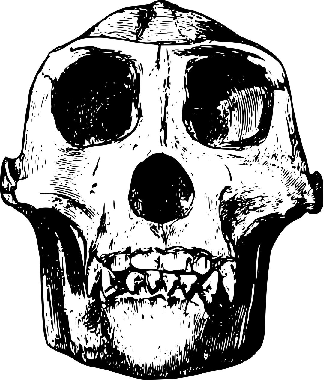 Female gorilla skull png transparent