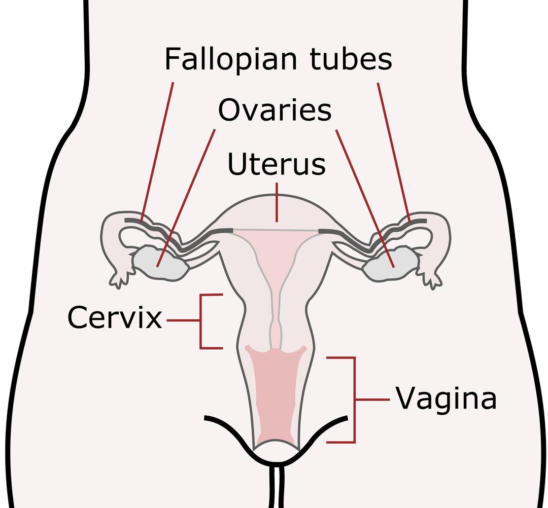 Female Reproductive Organs png transparent