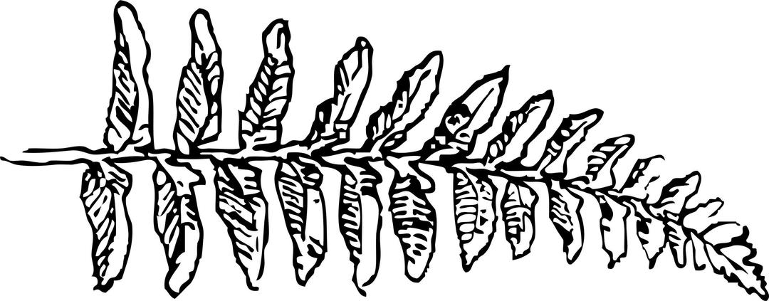 fern branch png transparent