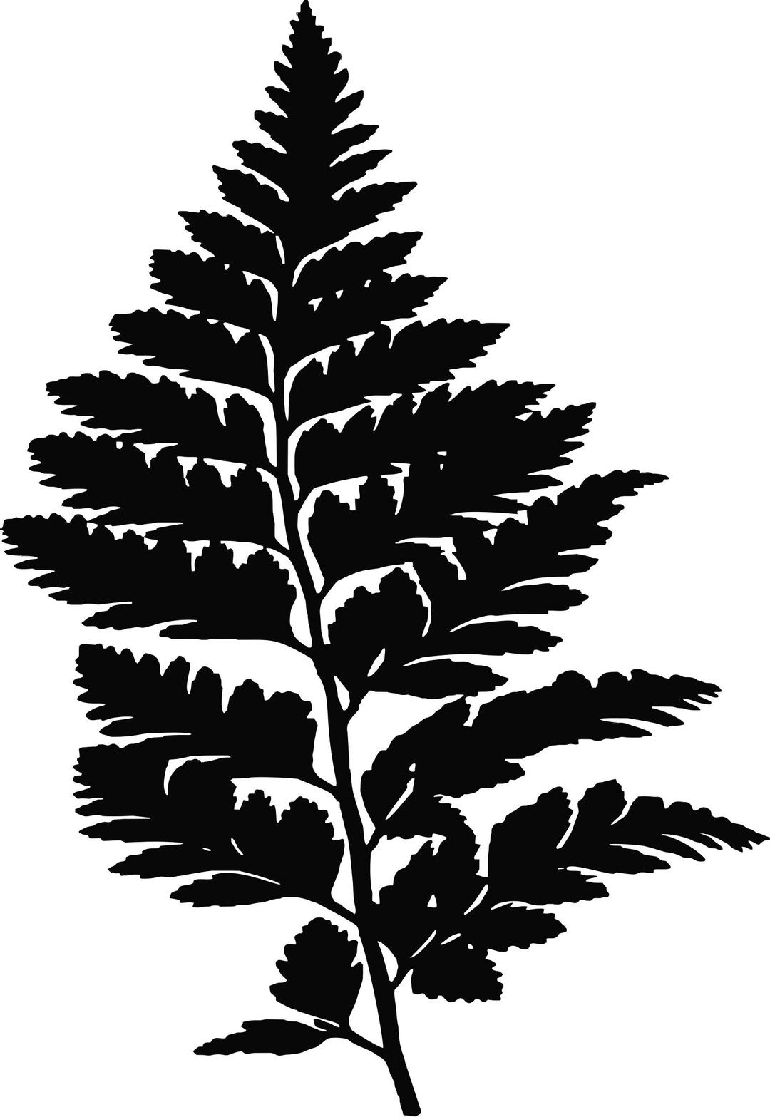 Fern Silhouette png transparent
