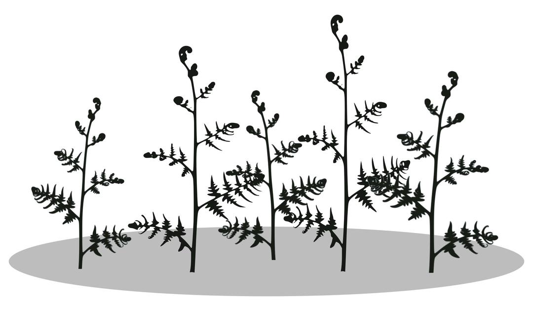fern-silhouette png transparent