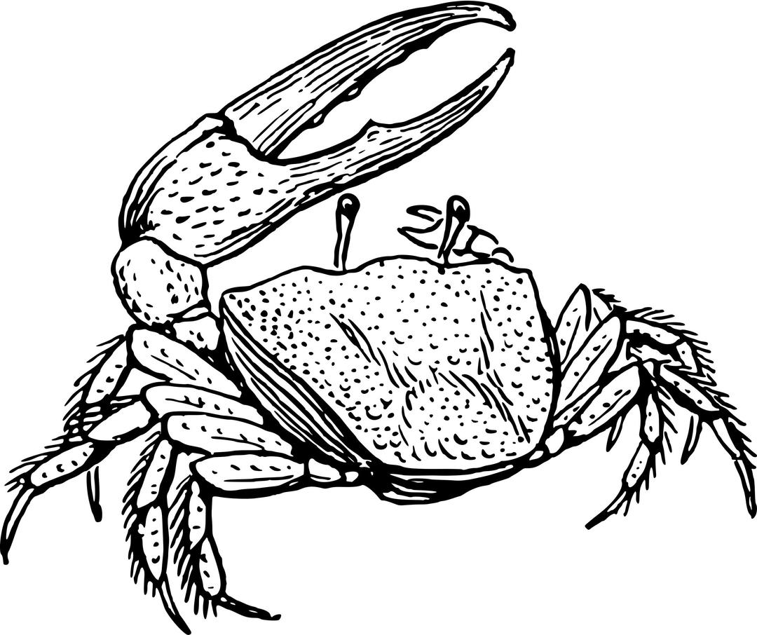 Fiddler crab png transparent