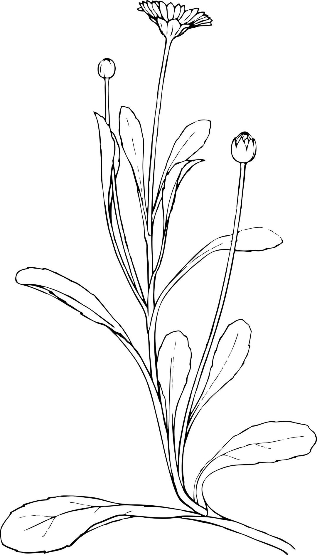 field daisy png transparent