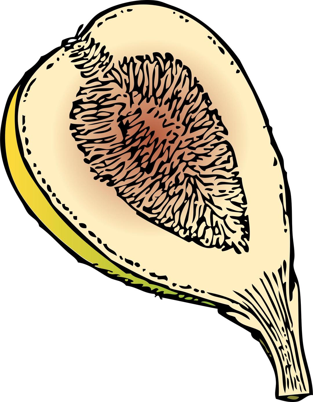 fig in section png transparent