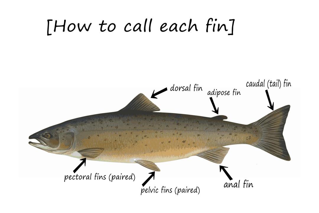 Fin-how to call png transparent