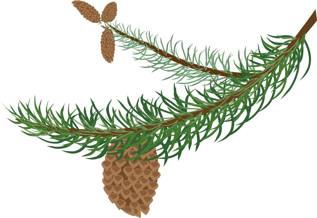 fir branch with cones png transparent