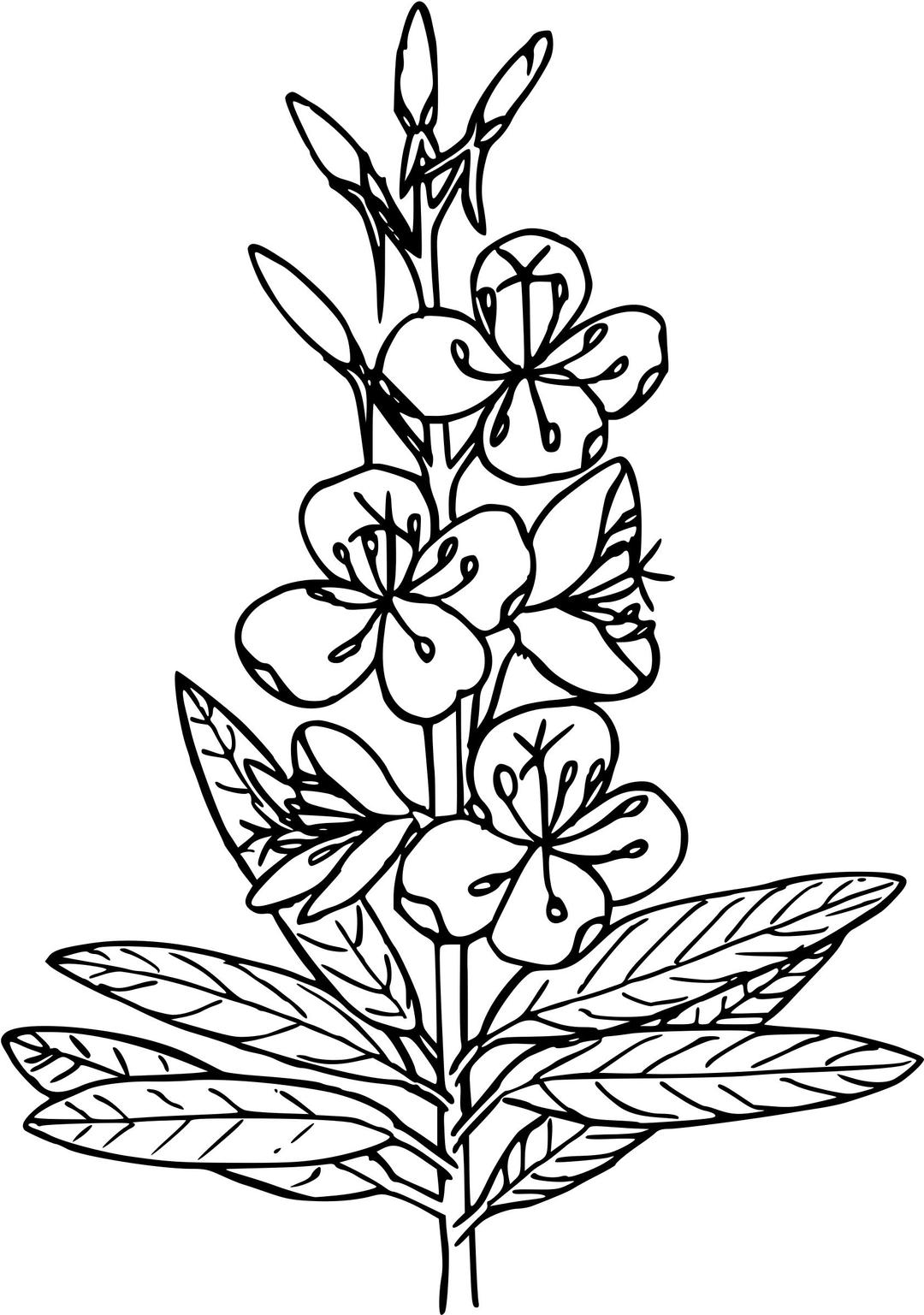 Fireweed png transparent