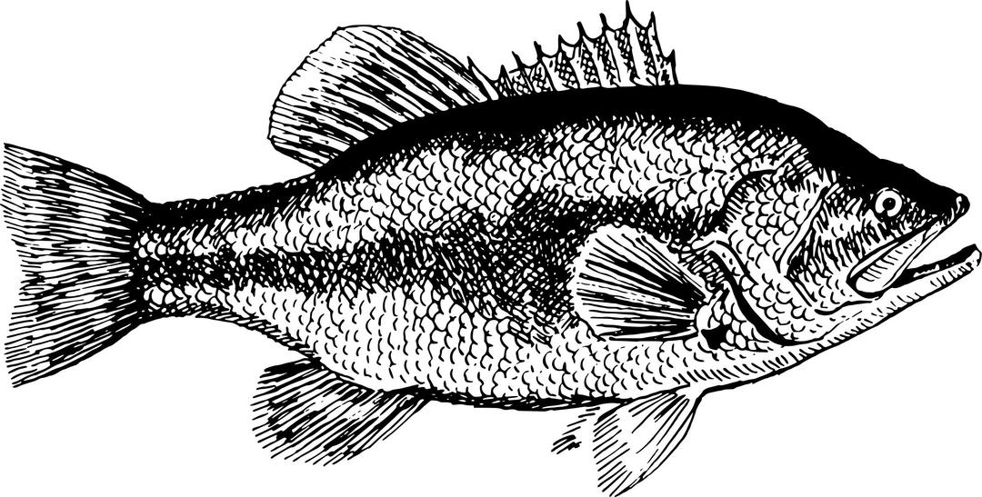 Fish 13 png transparent