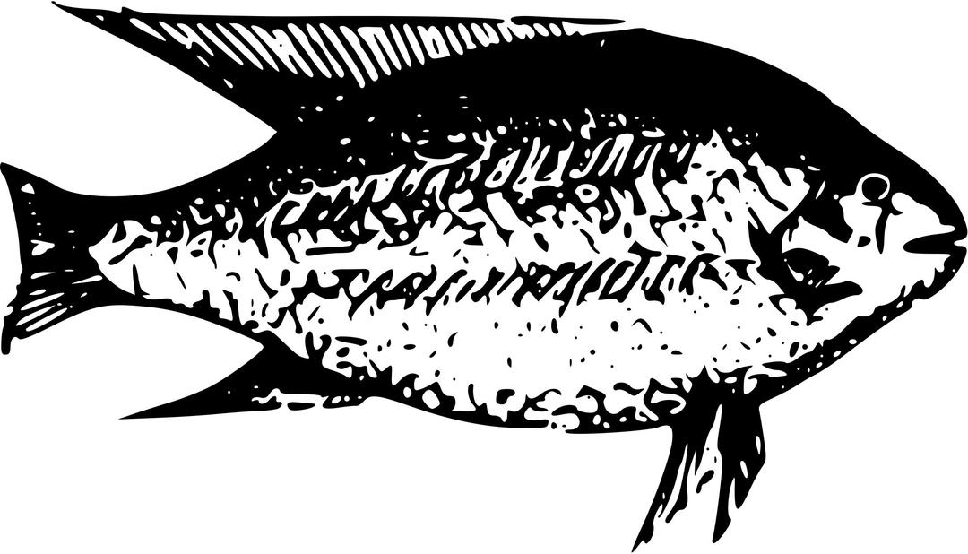 Fish from Lake Tanganyika 3 png transparent