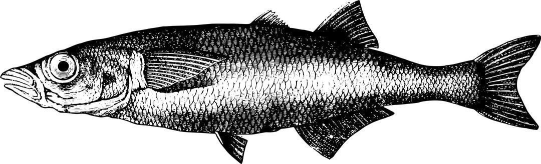 Fish from Lake Titicaca 1 png transparent