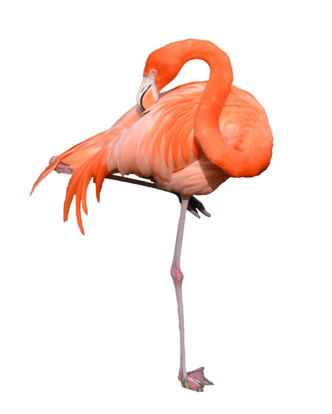Flamingo Standing png transparent