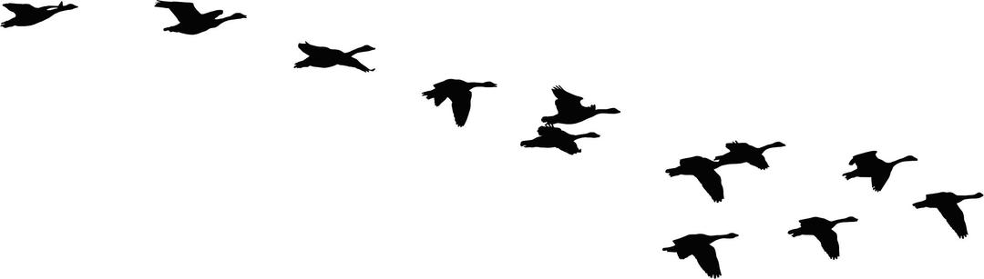 Flock Of Flying Geese Silhouette png transparent