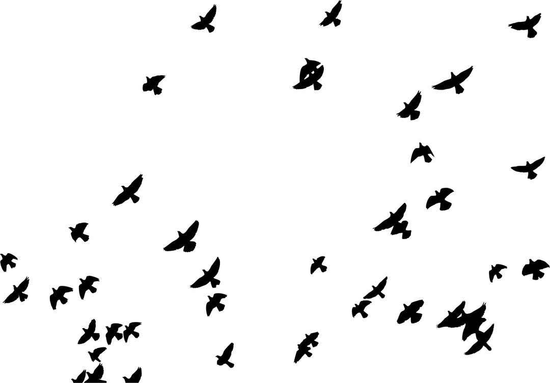 Flock Of Pigeons Silhouette png transparent
