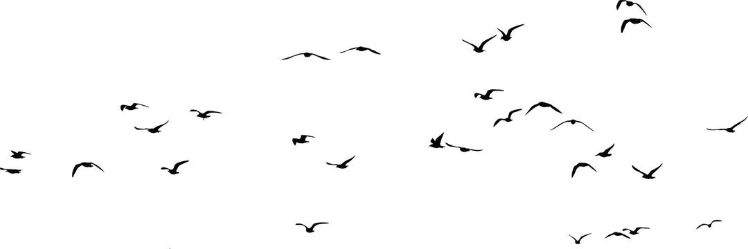 Flock Of Seagulls Silhouette png transparent