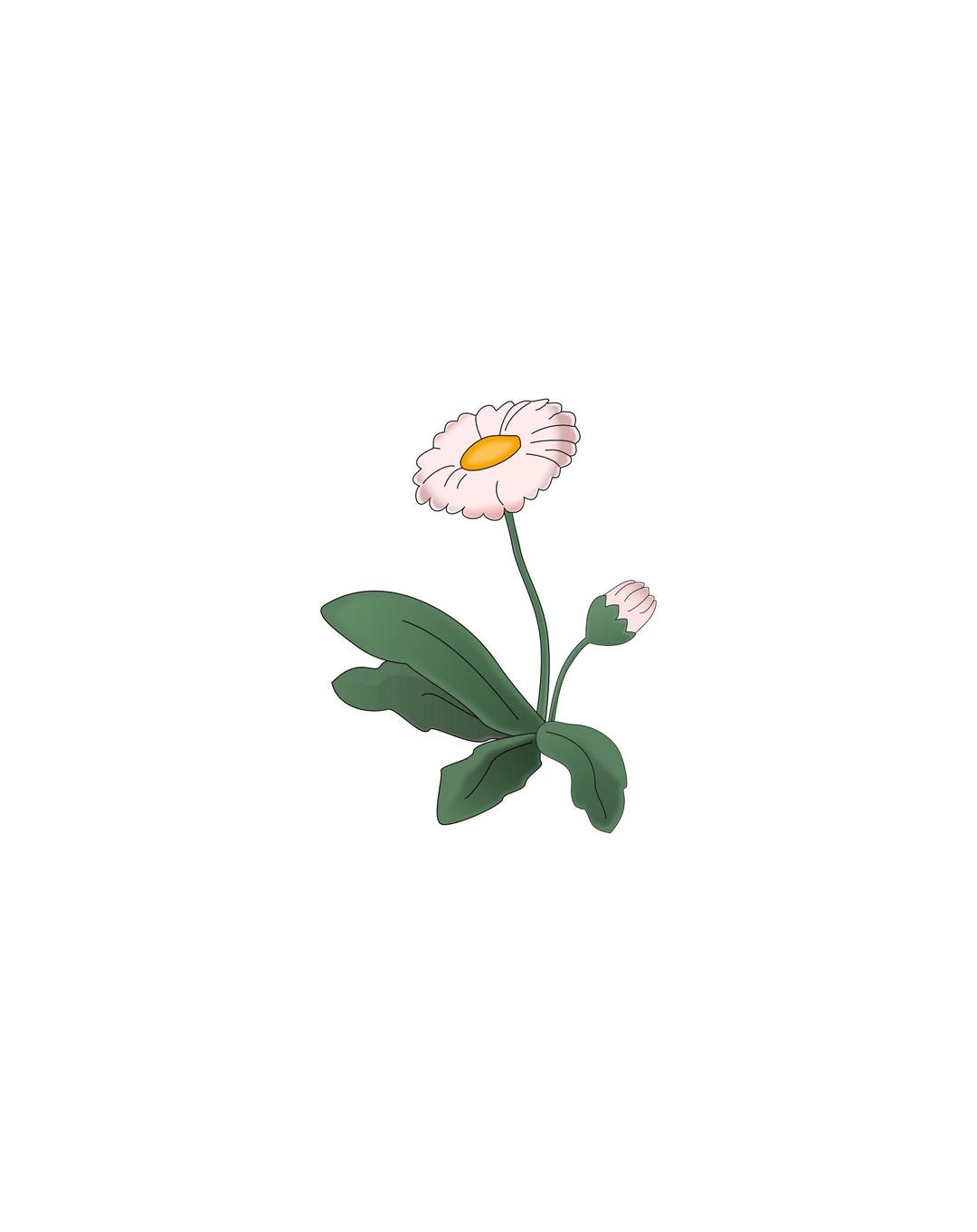 Flower Daisy png transparent