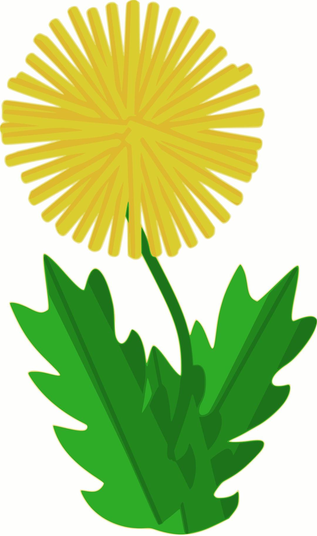 flower - dandelion png transparent