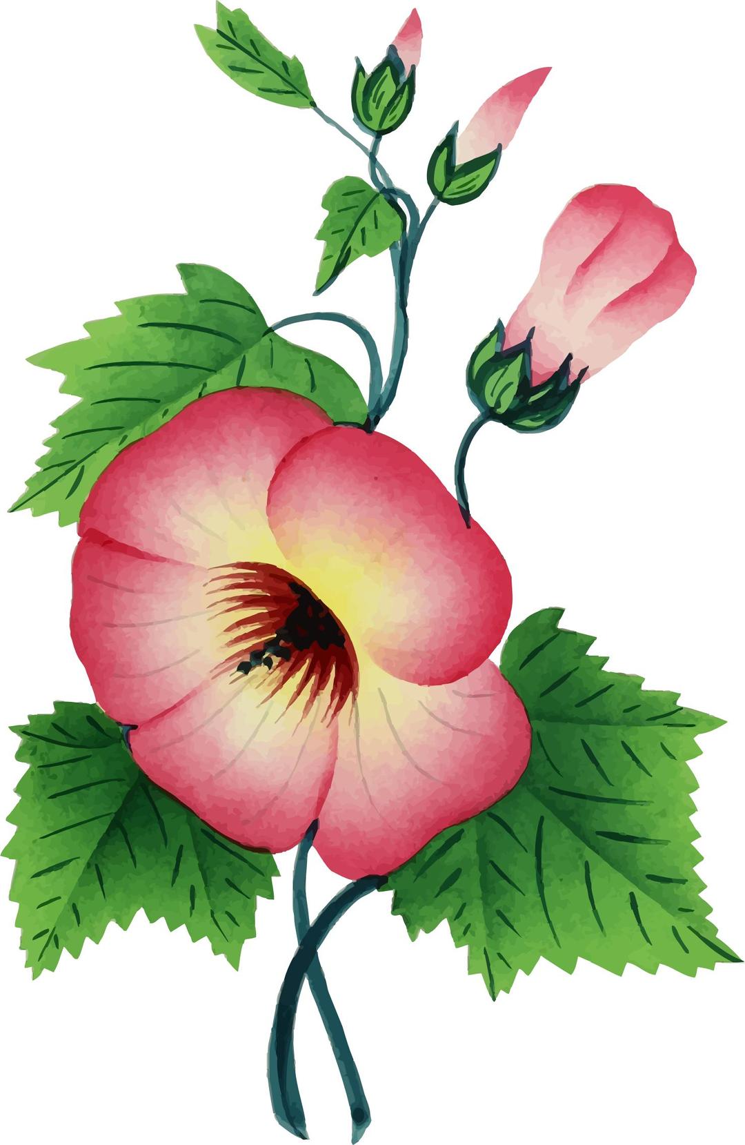 Flower Illustration 3 png transparent