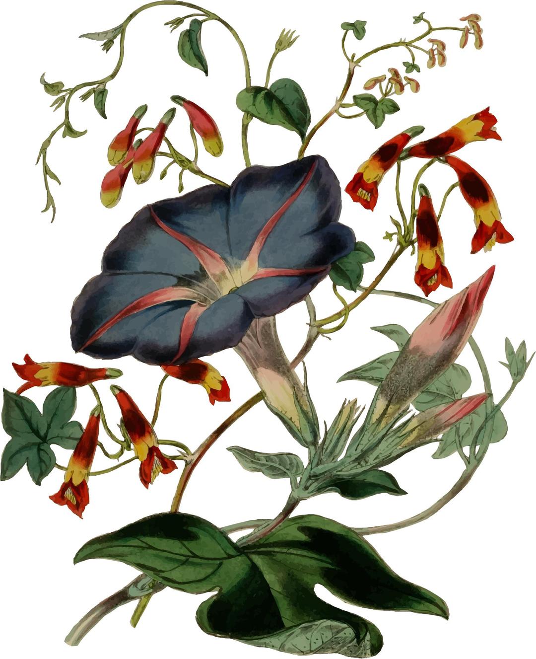 Flower Illustration 4 png transparent