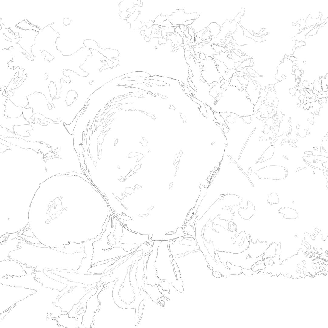 Flowers Outlined png transparent