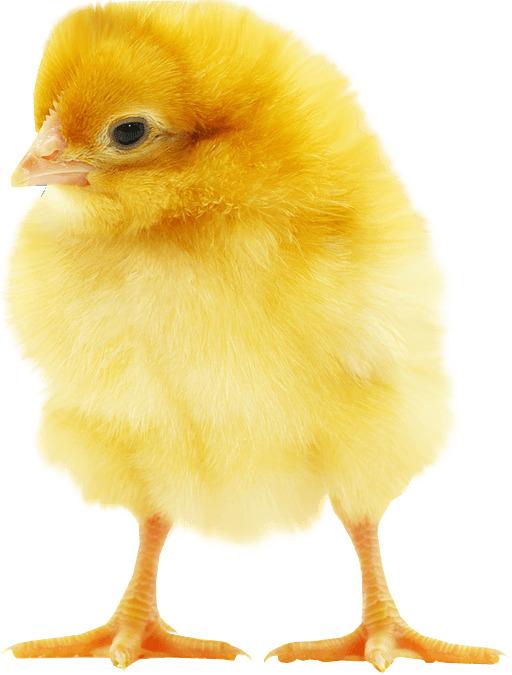 Fluffy Yellow Chick png transparent