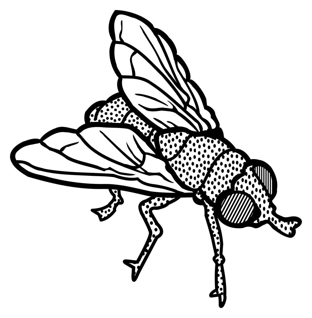 fly - lineart png transparent