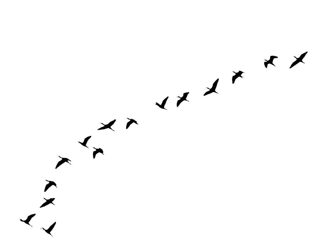 Flying Birds Tattoo png transparent