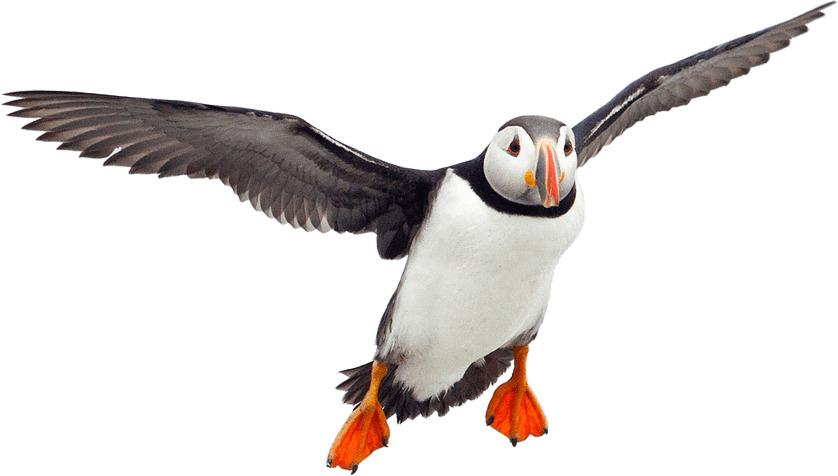 Flying Puffin png transparent