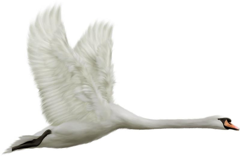 Flying Swan png transparent