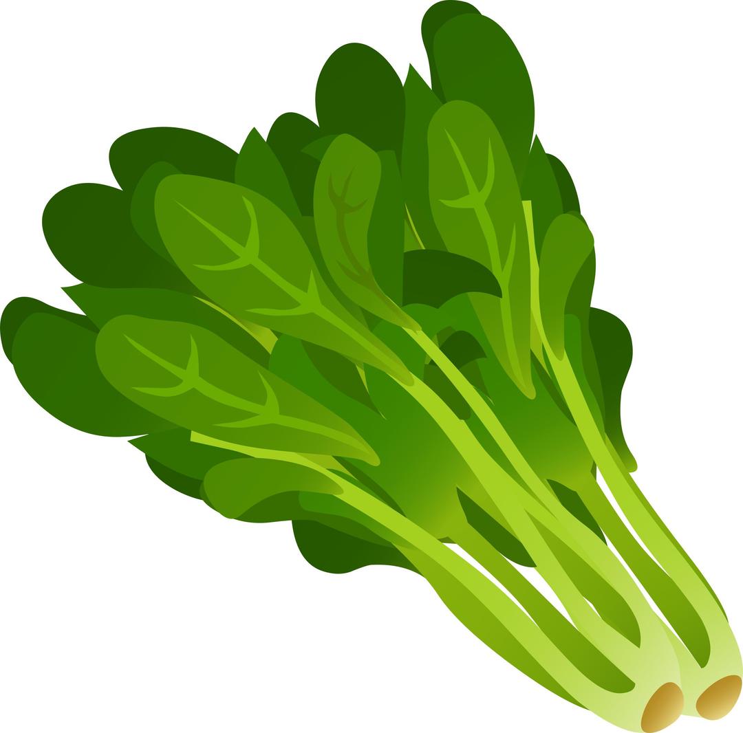 Food Spinach png transparent