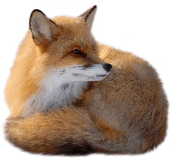 Fox Lying Down Right png transparent