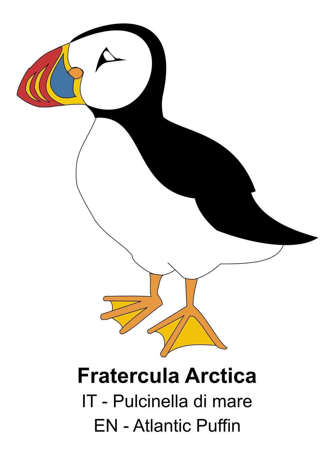 Fratercula Arctica png transparent