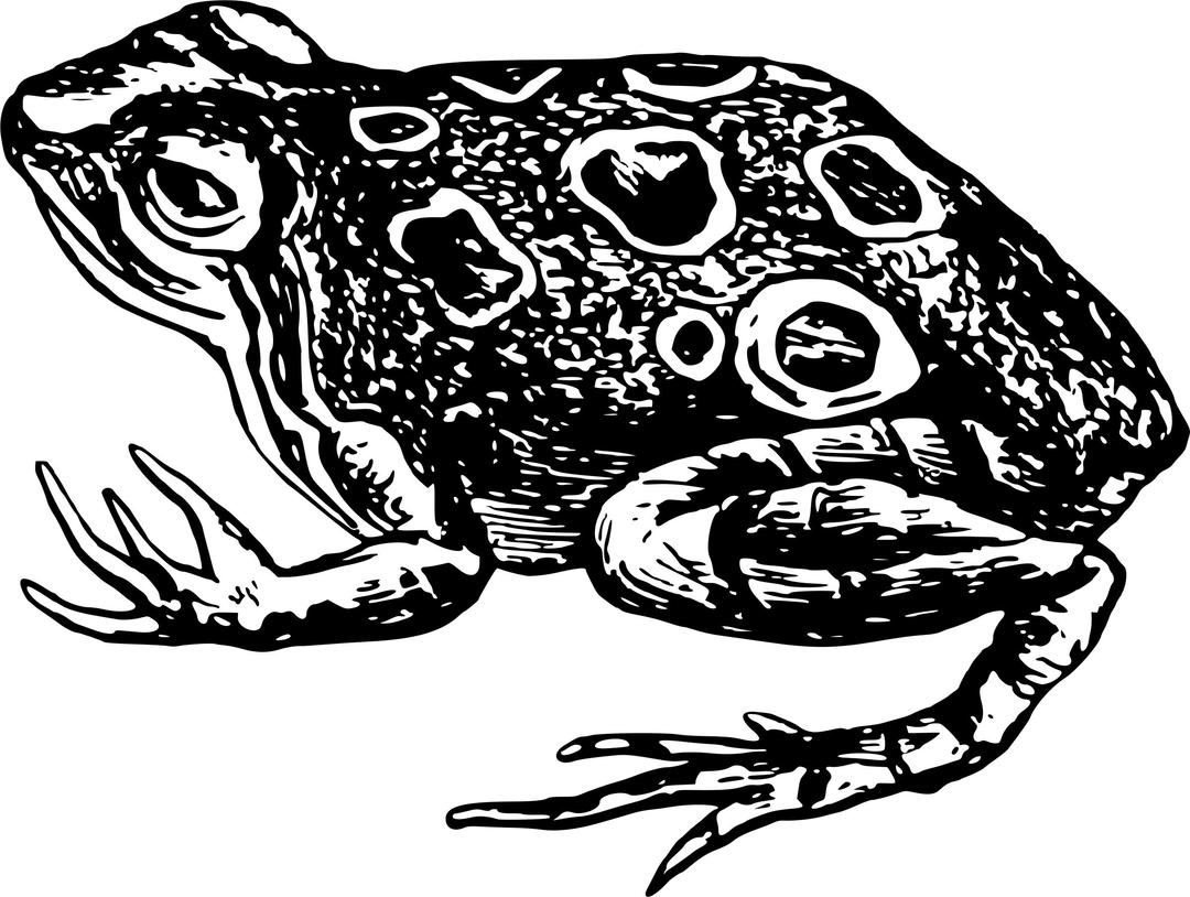 Frog 5 png transparent