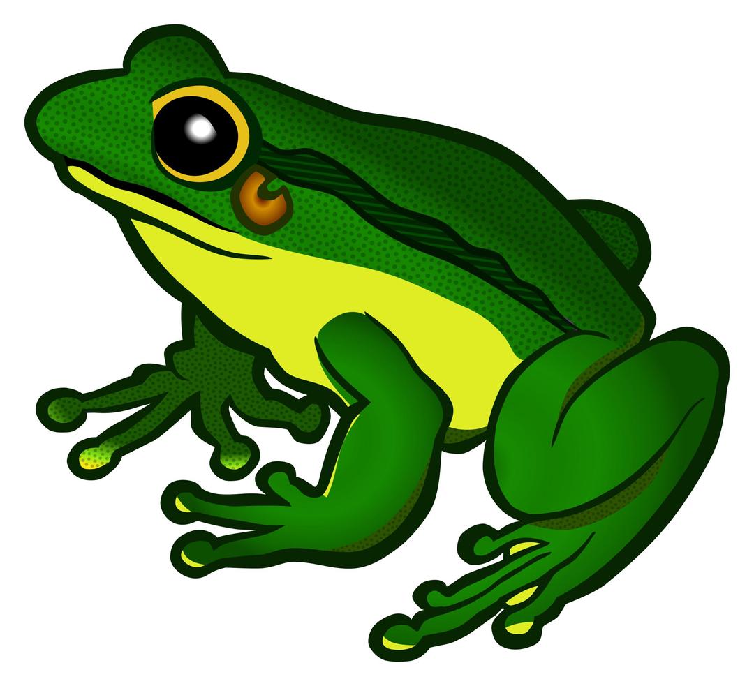 frog - coloured png transparent