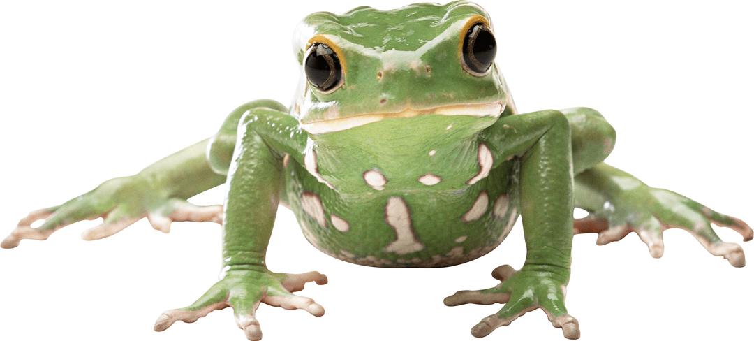 Frog Front png transparent