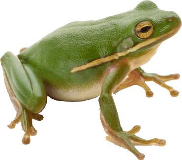 Frog Green Sideview Right png transparent