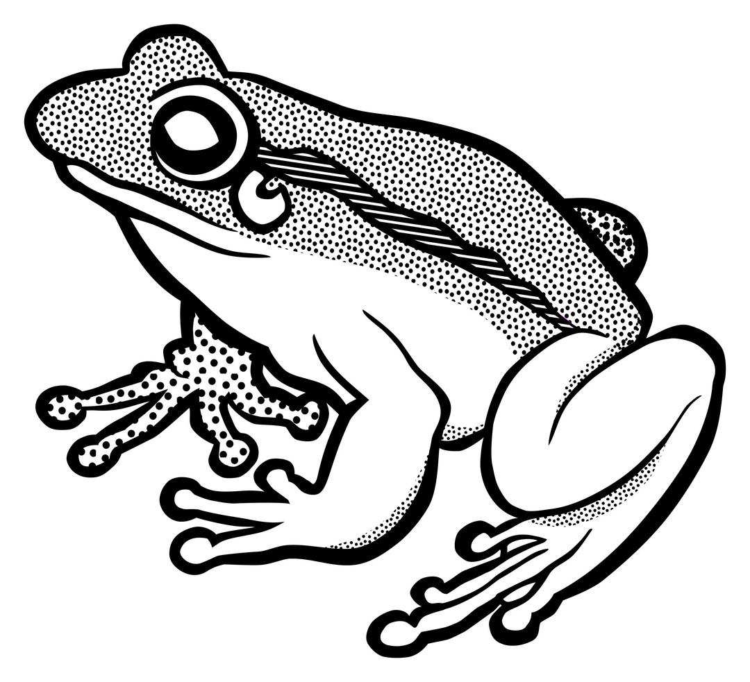 frog - lineart png transparent
