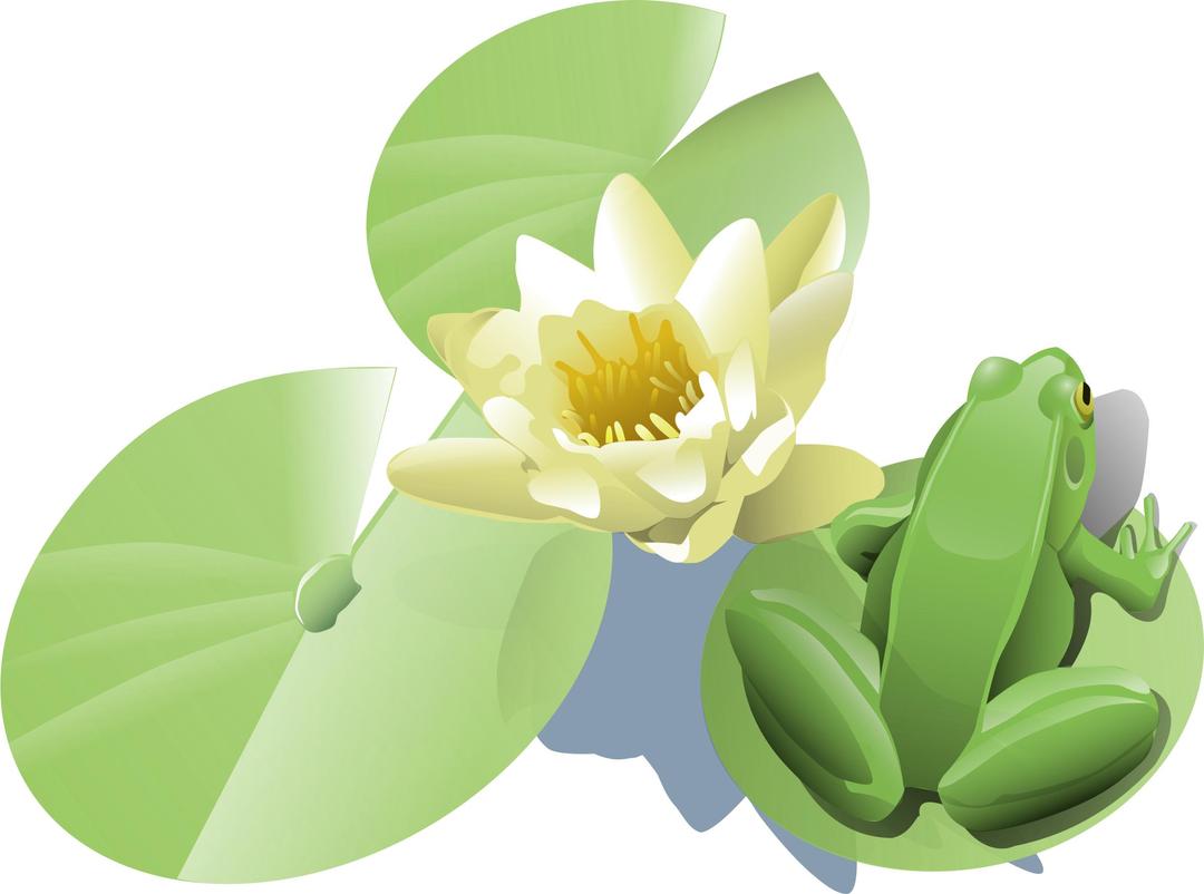 Frog on a lily pad png transparent