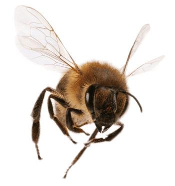 Front View Bee png transparent