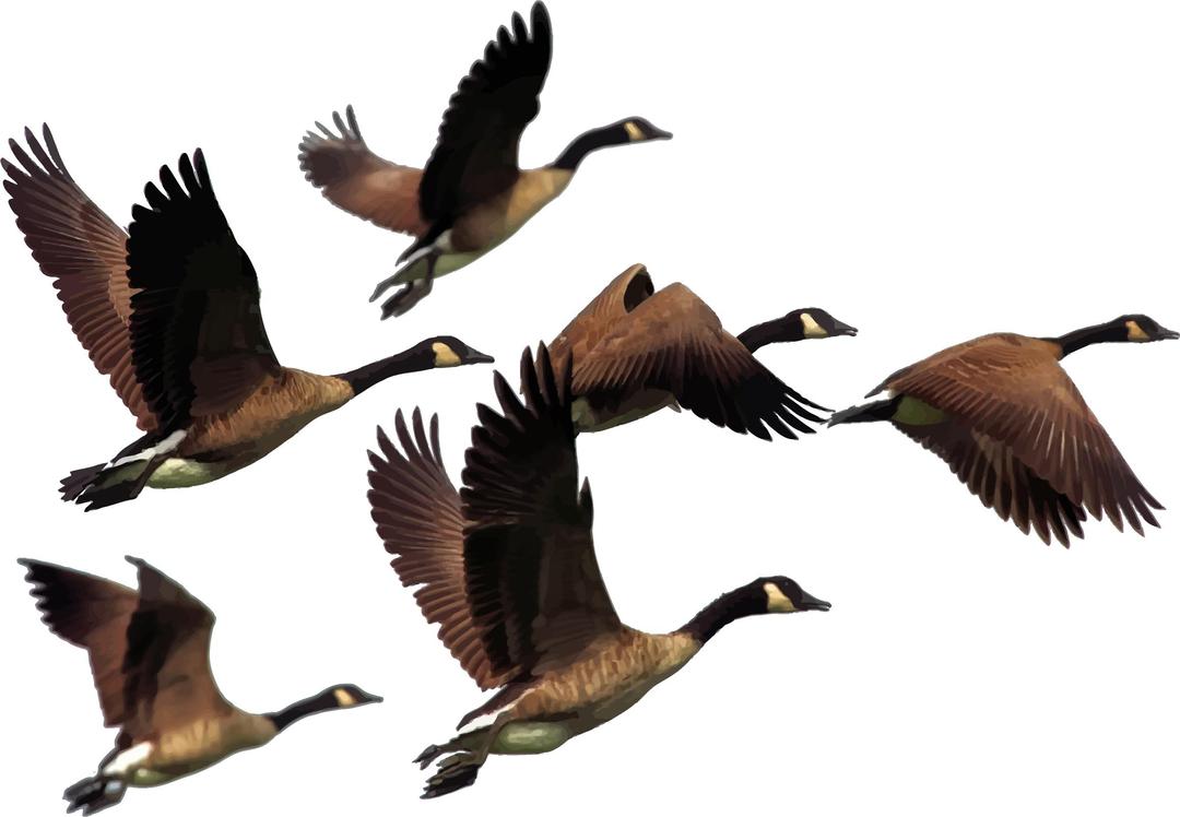 Gaggle Of Geese png transparent
