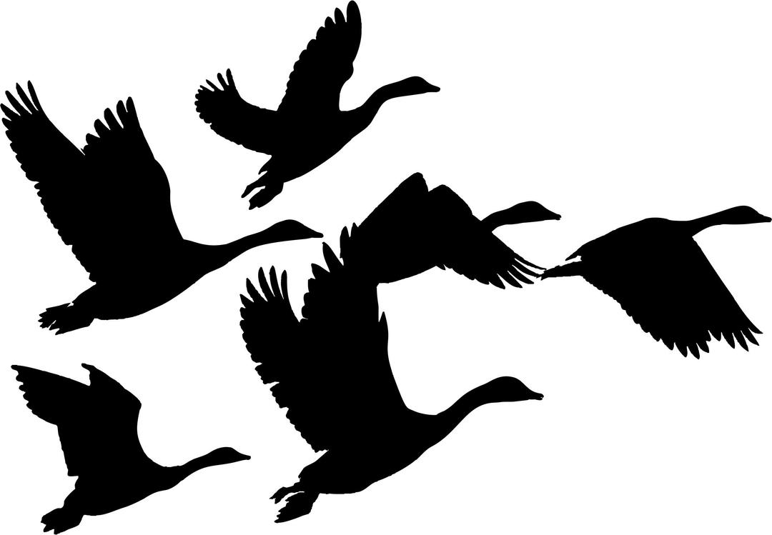Gaggle Of Geese Silhouette png transparent